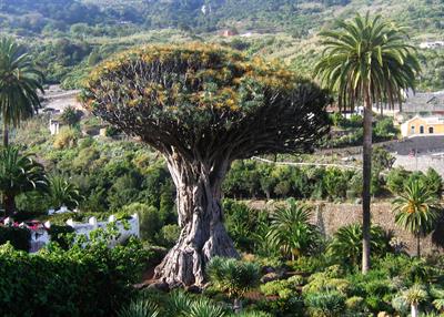 Dracaena draco
